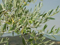 Ultra Dop Olive Oil, Molise al centro dell’interesse nell’assemblea dei frantoi