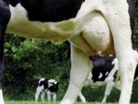 Mastiti nei bovini da latte, giovedì incontro a Campobasso