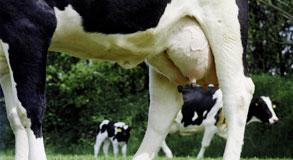 Mastiti nei bovini da latte, giovedì incontro a Campobasso