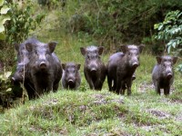 Cinghiali, ok alle regole per la caccia di selezione