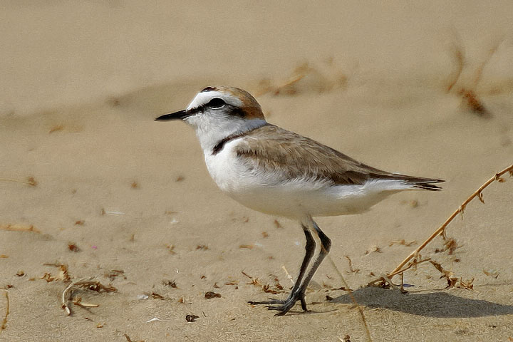 Venerdì a Campomarino l’ottava edizione del premio ‘Fratino d’Oro’