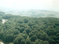 Una scimmia nei boschi tra Frosolone e San Pietro in Valle?