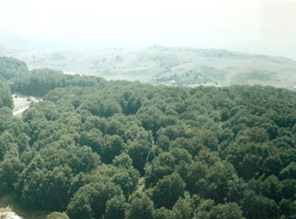 Una scimmia nei boschi tra Frosolone e San Pietro in Valle?