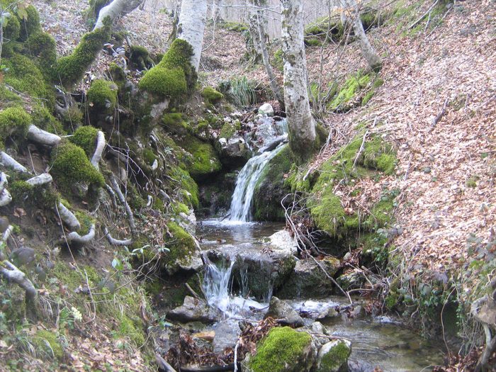 Lupi, cervi e faggi, il Ferragosto all’Oasi Wwf di Guardiaregia-Campochiaro