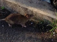 Ratti e cani randagi, nuovo allarme dei cittadini