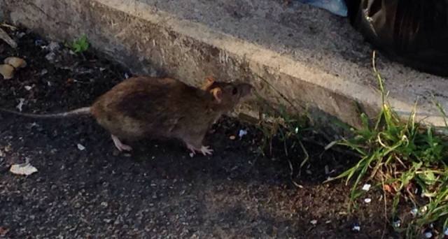 Ratti e cani randagi, nuovo allarme dei cittadini