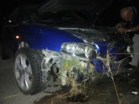 Guglionesi, giovane 21enne si scontra con un gruppo di cinghiali