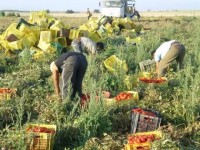 Caporalato, maxi operazione della Forestale a Sesto Campano