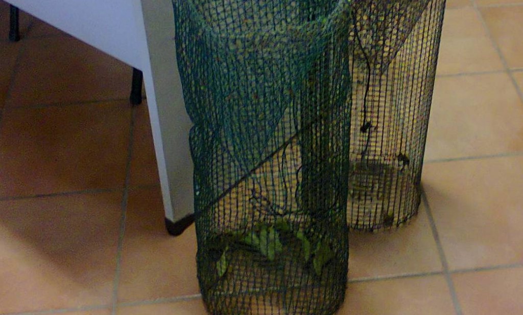 La Forestale rinviene due nasse con 15 gamberi lungo il torrente Lorda