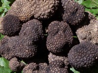 Sanzioni della Forestale alla fiera del tartufo di San Pietro Avellana