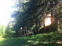 Azione e integrAzione, Fare Verde domenica ripulisce la pineta di via Genova