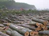 Travolto dal tronco di un pioppo, 50enne in gravi condizioni