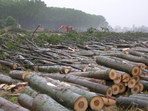 Travolto dal tronco di un pioppo, 50enne in gravi condizioni