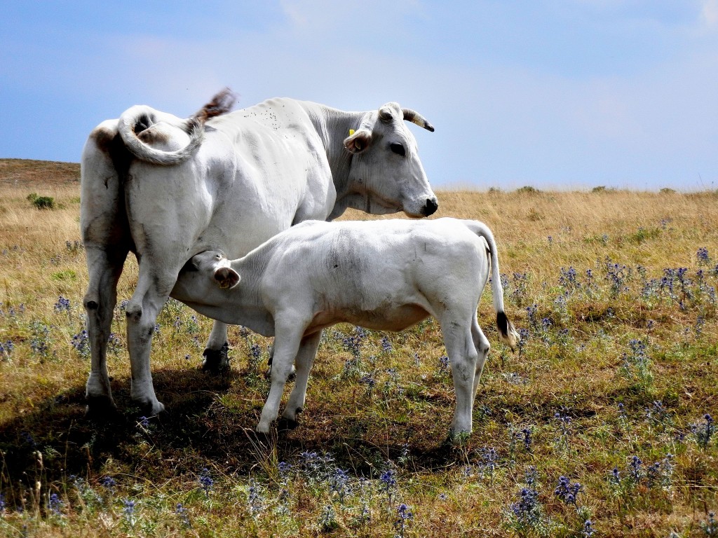 Zootecnia, nuovo corso dell’associazione regionale allevatori