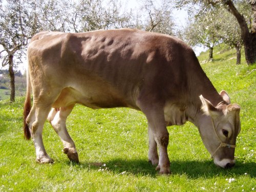 Allevatori in subbuglio: «Salviamo l’Ara dalla liquidazione»