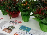 ‘Solidarietà piccante’, piante di peperoncino per combattere l’autismo