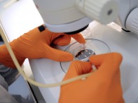 French Fabien Danjan of CNRS (French Reseach Institut Center) processes to a handling as he introduces embryonic stem cells in a mouse embryo to set a genetically modified line, on February 9, 2012, at the Centre d'Immunologie de Marseille-Luminy (CIML), in the transgenesis laboratory which in charge to create animals in order to understand how genes work, in Marseille, southern France.
AFP PHOTO / ANNE-CHRISTINE POUJOULAT (Photo credit should read ANNE-CHRISTINE POUJOULAT/AFP/Getty Images)