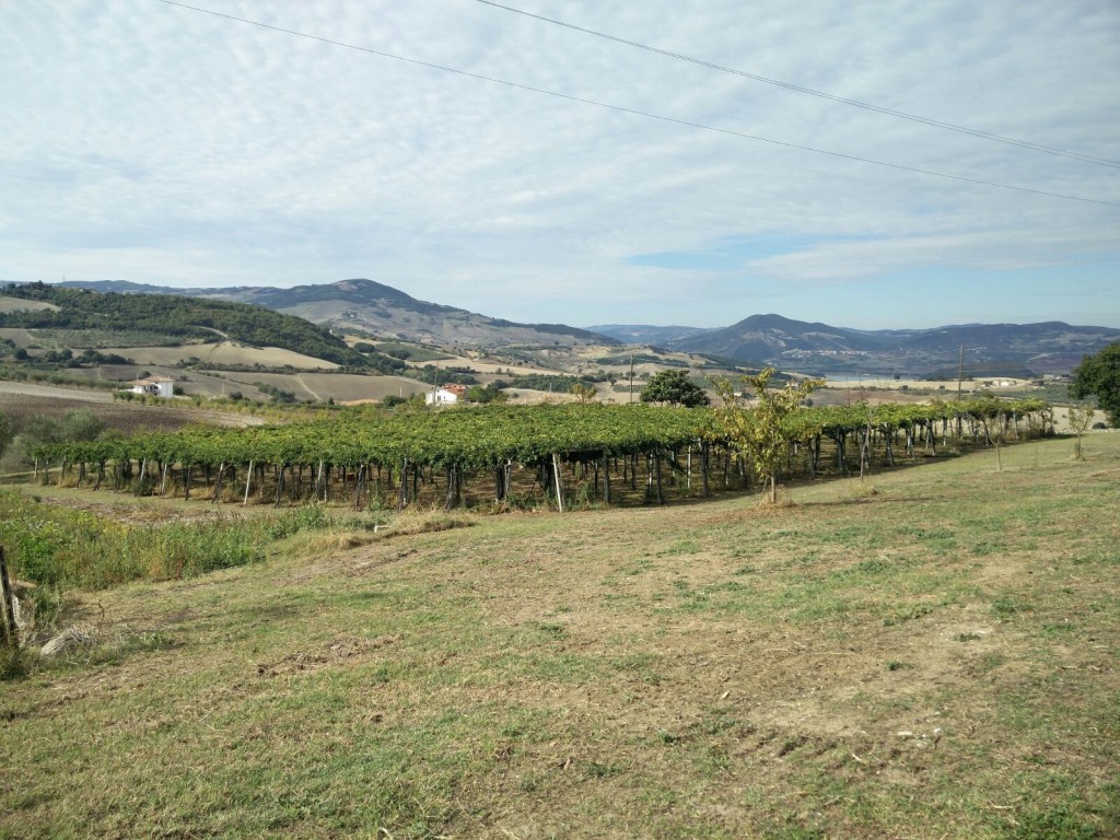 Cade nella cisterna del mosto, 61enne muore a Larino
