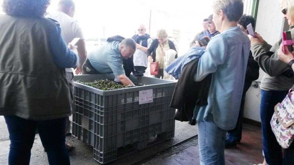 Alla scoperta delle tradizioni, sedici inglesi assistono alla raccolta e alla molitura delle olive a Colletorto
