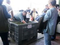 Alla scoperta delle tradizioni, sedici inglesi assistono alla raccolta e alla molitura delle olive a Colletorto