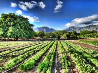 Agricoltura biologica, focus domani a Larino