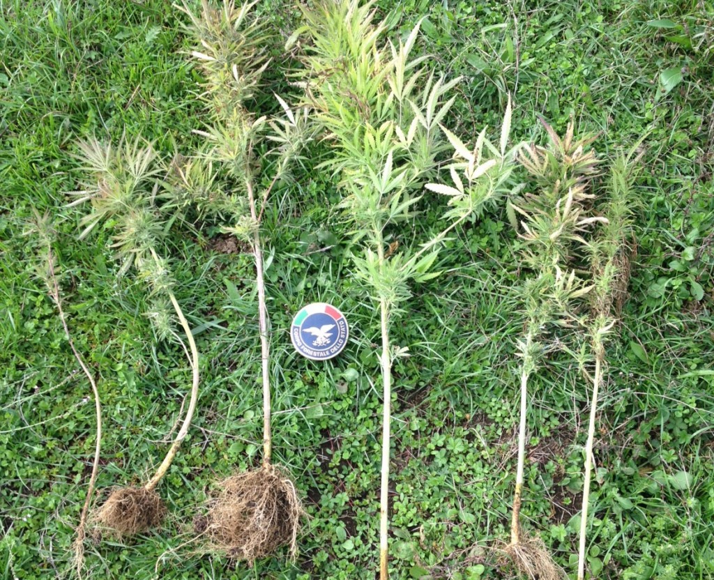 Campochiaro, la Forestale scova sei piantine di cannabis sativa