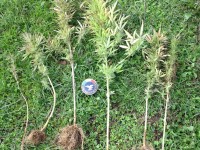 Campochiaro, la Forestale scova sei piantine di cannabis sativa