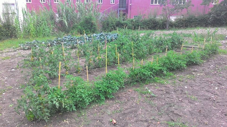 Socialorto, lunedì giornata di studio a Campobasso