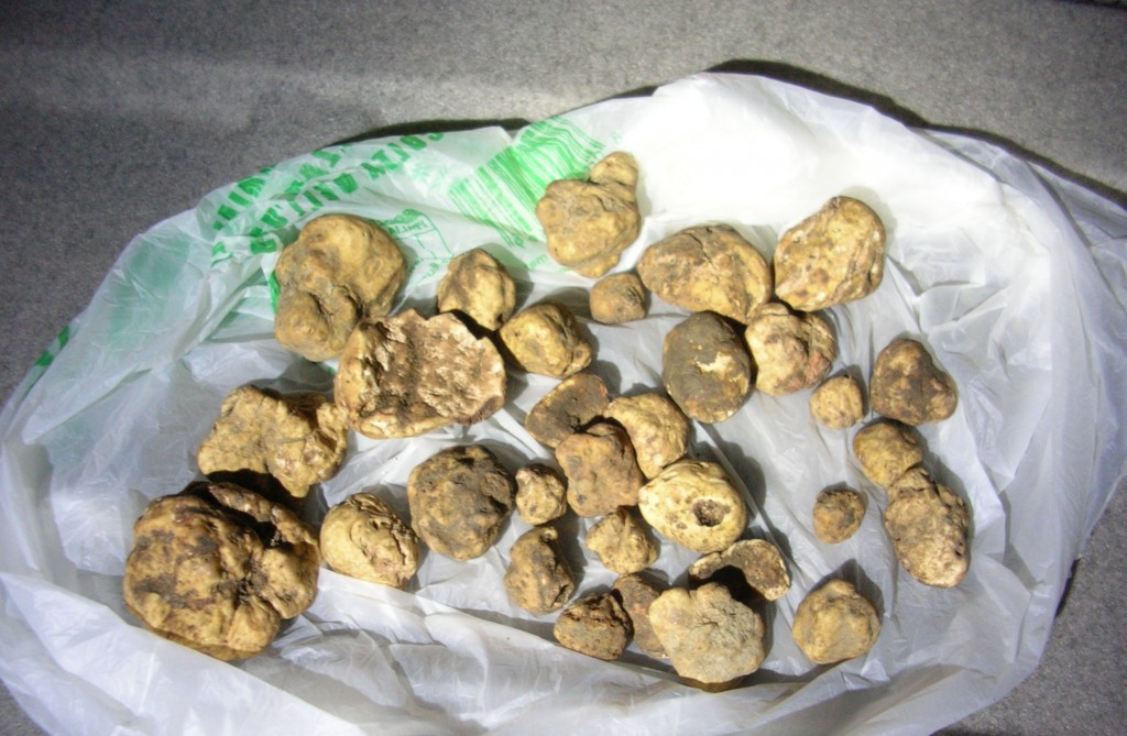 Rionero Sannitico, cercatore di tartufo multato di 1.600 euro