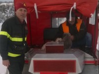 I Vigili recuperano due cani isolati nella neve
