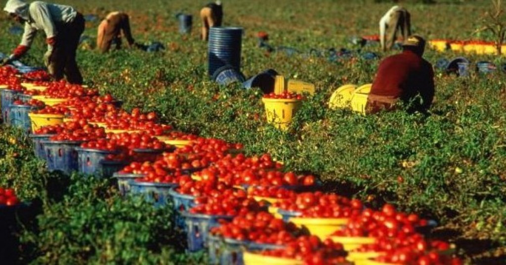 Caporalato in agricoltura, Tecla Boccardo plaude alle intenzioni dell’esecutivo Renzi