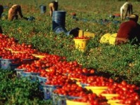 Caporalato in agricoltura, Tecla Boccardo plaude alle intenzioni dell’esecutivo Renzi