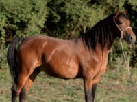 Fiera Cavalli Verona, l’esemplare pentro in evidenza