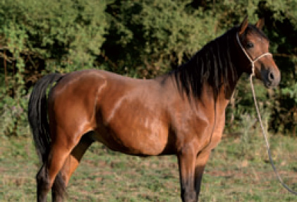 Fiera Cavalli Verona, l’esemplare pentro in evidenza