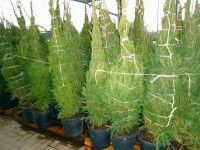 Natale, da Palazzo San Giorgio dieci abeti a scuole e comitati di quartiere