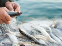 Armatori Pesca del Molise, eletto il nuovo consiglio di amministrazione