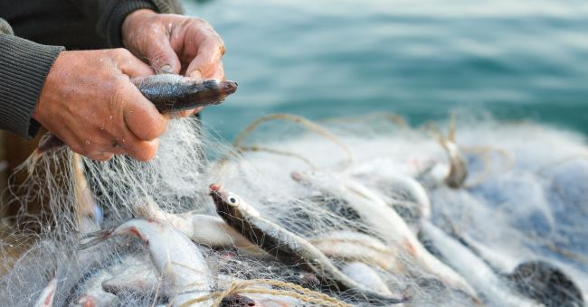 Armatori Pesca del Molise, eletto il nuovo consiglio di amministrazione