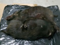 Bracconiere fermato tra Trivento e Sant’Angelo Limosano