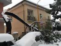 Campagna straordinaria per il verde, il Wwf: “Perché non se n’è fatto nulla?”