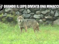 Le Iene scatenano le polemiche della ‘Società italiana per la storia della fauna’