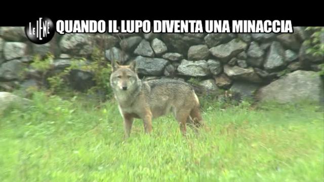 Le Iene scatenano le polemiche della ‘Società italiana per la storia della fauna’
