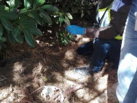 Pisside e ostie rubate nella chiesa di Sant’Antonio Abate ritrovate in via Gorizia