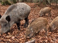 Castel del Giudice, sabato convegno tecnico-scientifico sul cinghiale