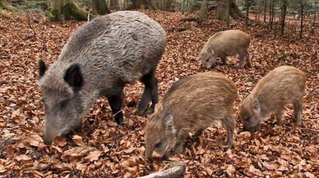 Castel del Giudice, sabato convegno tecnico-scientifico sul cinghiale