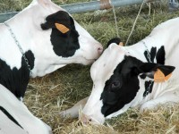 Allevatori, incontro tecnico venerdì a Campobasso