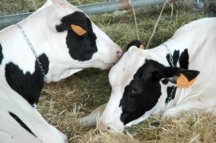 Allevatori, incontro tecnico venerdì a Campobasso