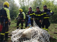 Conca Casale, vigili del fuoco in azione per recuperare un bovino