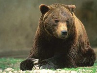 A Pizzone giovedì l’inaugurazione del nuovo museo dell’orso marsicano