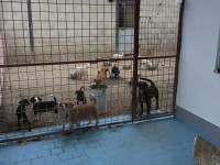 Canile sovraffollato, l’allarme dell’Accademia Kronos