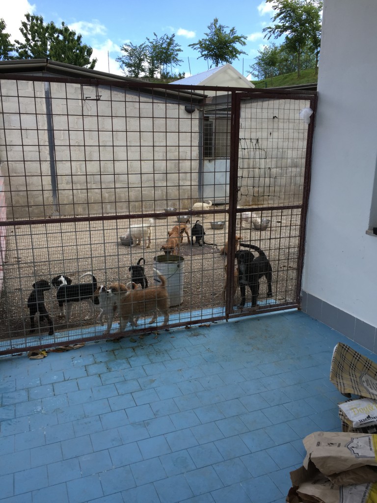 Canile sovraffollato, l’allarme dell’Accademia Kronos